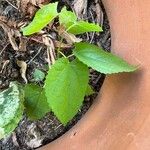Fatoua villosa Leaf