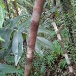 Cnestis polyphylla Bark