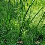 Acorus calamus Blad