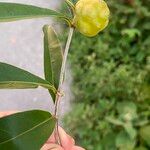 Morinda royoc Fruit