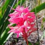 Stenorrhynchos speciosum Flower