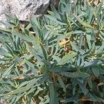 Dianthus rupicola Leaf