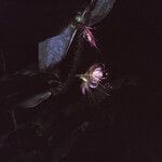 Hirtella physophora Hábito