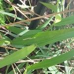 Bromus tectorum Листок