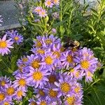 Aster tataricus Blüte