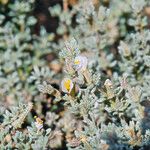 Frankenia corymbosa Flor