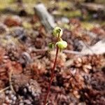 Pyrola chlorantha Kvet