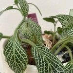 Fittonia albivenis 葉