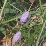 Campanula cespitosa