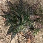 Aloe saponaria x a striata haw Levél