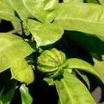 Citrus hystrix List