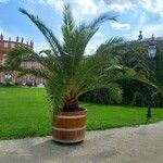 Phoenix canariensis Агульны выгляд