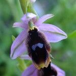 Ophrys lunulata Kvet