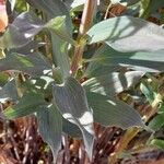 Alstroemeria spp. Folio