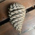Pinus pinasterOwoc