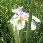 Iris orientalis Flor
