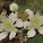 Rubus adscitus Flower