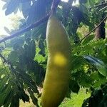 Castanospermum australe Fruct