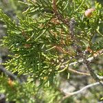 Juniperus thurifera Листок
