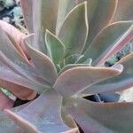 Echeveria gibbiflora Levél