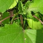 Xanthium orientale Blatt