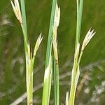 Juncus maritimusപുഷ്പം