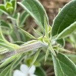 Barleria acanthoides Кора