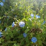 Ipomoea indica花