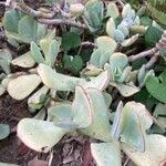 Cotyledon orbiculata Leaf