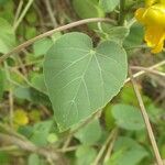 Abutilon exstipulare Leaf