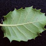 Quercus × auzendei Leaf