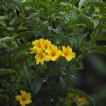 Allamanda cathartica Žiedas