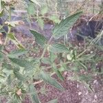 Solanum lycopersicum Leaf