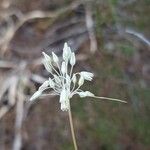 Allium paniculatumफूल