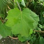 Roldana petasitis Hoja