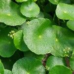 Hydrocotyle verticillata Feuille