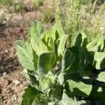 Heterotheca grandiflora Leaf