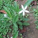 Hippobroma longiflora Kvet