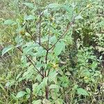 Bidens frondosa Hábitos