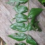 Miconia fragilis Лист