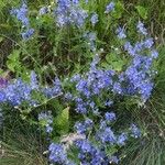 Veronica austriaca Fiore