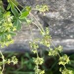 Alchemilla alpigena Květ