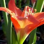 Hippeastrum puniceum 花