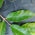 Campomanesia phaea Leaf