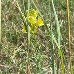 Linaria angustissimaKwiat