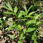 Maianthemum stellatum 葉