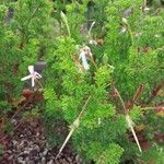 Pelargonium fruticosum