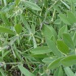 Baptisia bracteata Leaf