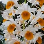 Dendrobium thyrsiflorum Flor