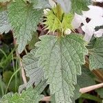 Lamium album Leht